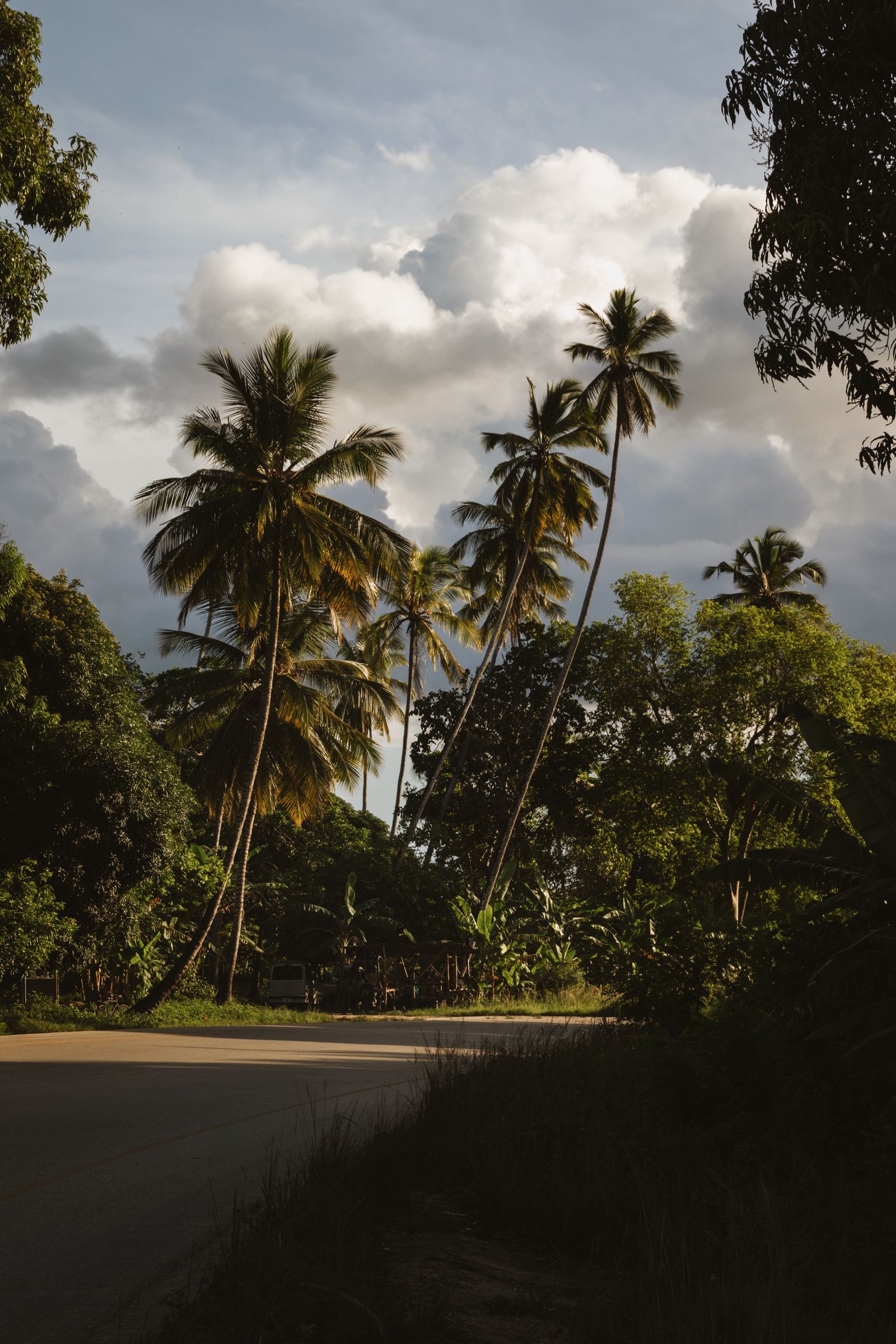 Rent a Car in Zanzibar: A quiet paved road lined with tall palm trees in rural Zanzibar, Tanzania